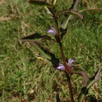 Hygrophila ringens (L.) R.Br. ex Spreng.